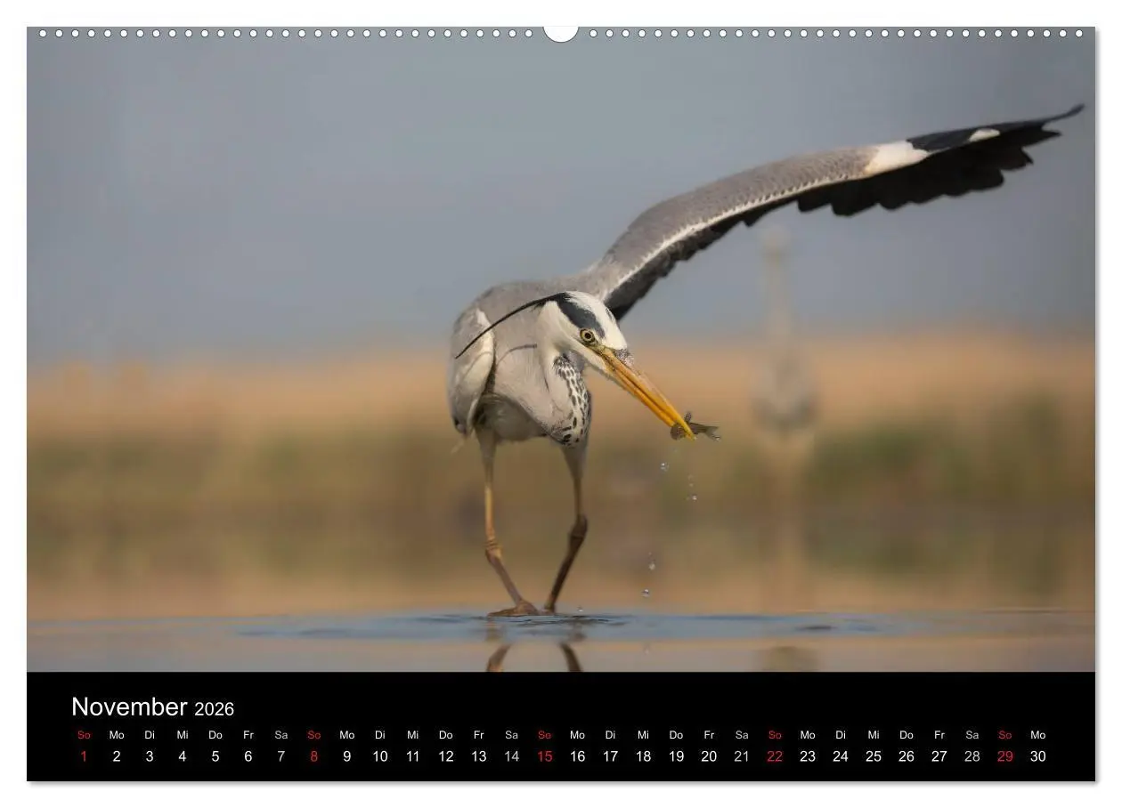 Bild: 9783516017229 | Reiher - Der Tanz auf dem Wasser (hochwertiger Premium Wandkalender...