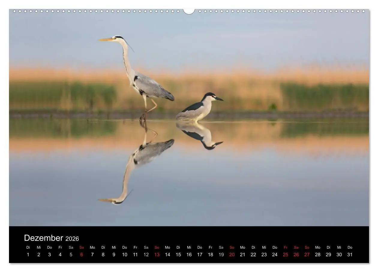 Bild: 9783516017229 | Reiher - Der Tanz auf dem Wasser (hochwertiger Premium Wandkalender...