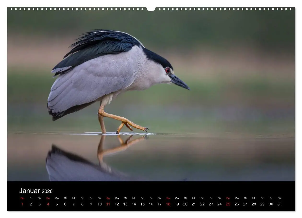 Bild: 9783516017229 | Reiher - Der Tanz auf dem Wasser (hochwertiger Premium Wandkalender...