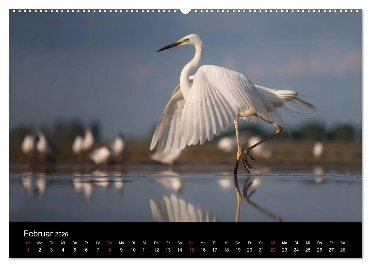 Bild: 9783516017229 | Reiher - Der Tanz auf dem Wasser (hochwertiger Premium Wandkalender...