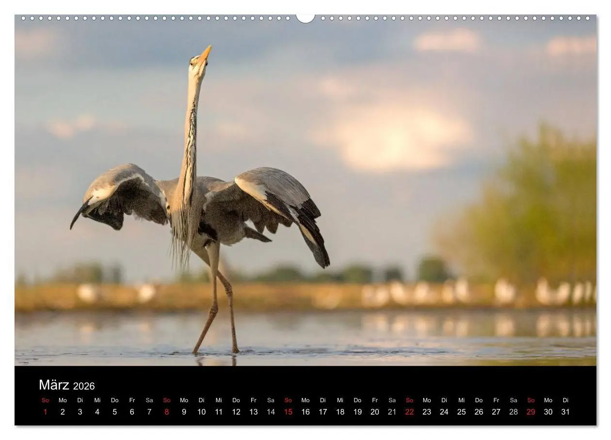 Bild: 9783516017229 | Reiher - Der Tanz auf dem Wasser (hochwertiger Premium Wandkalender...