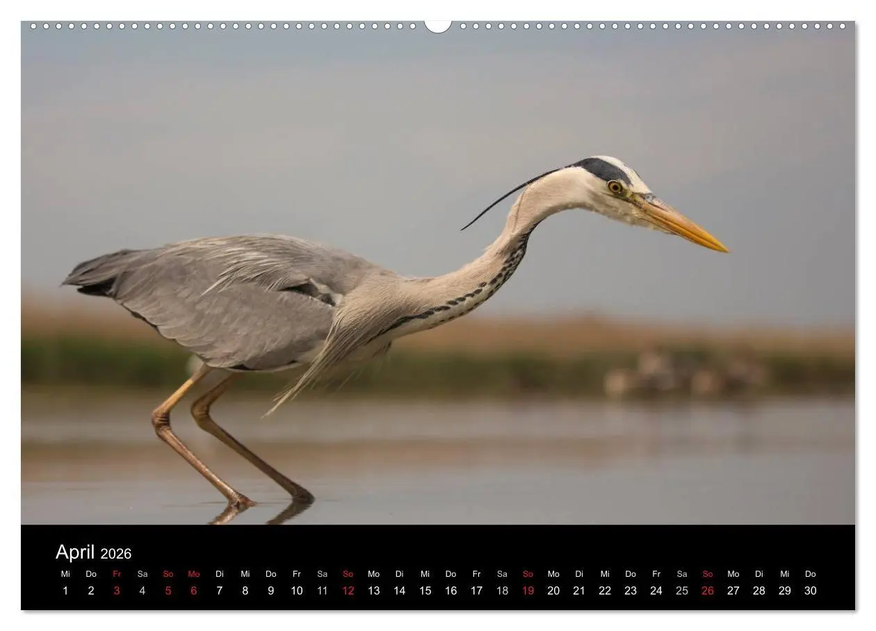 Bild: 9783516017229 | Reiher - Der Tanz auf dem Wasser (hochwertiger Premium Wandkalender...
