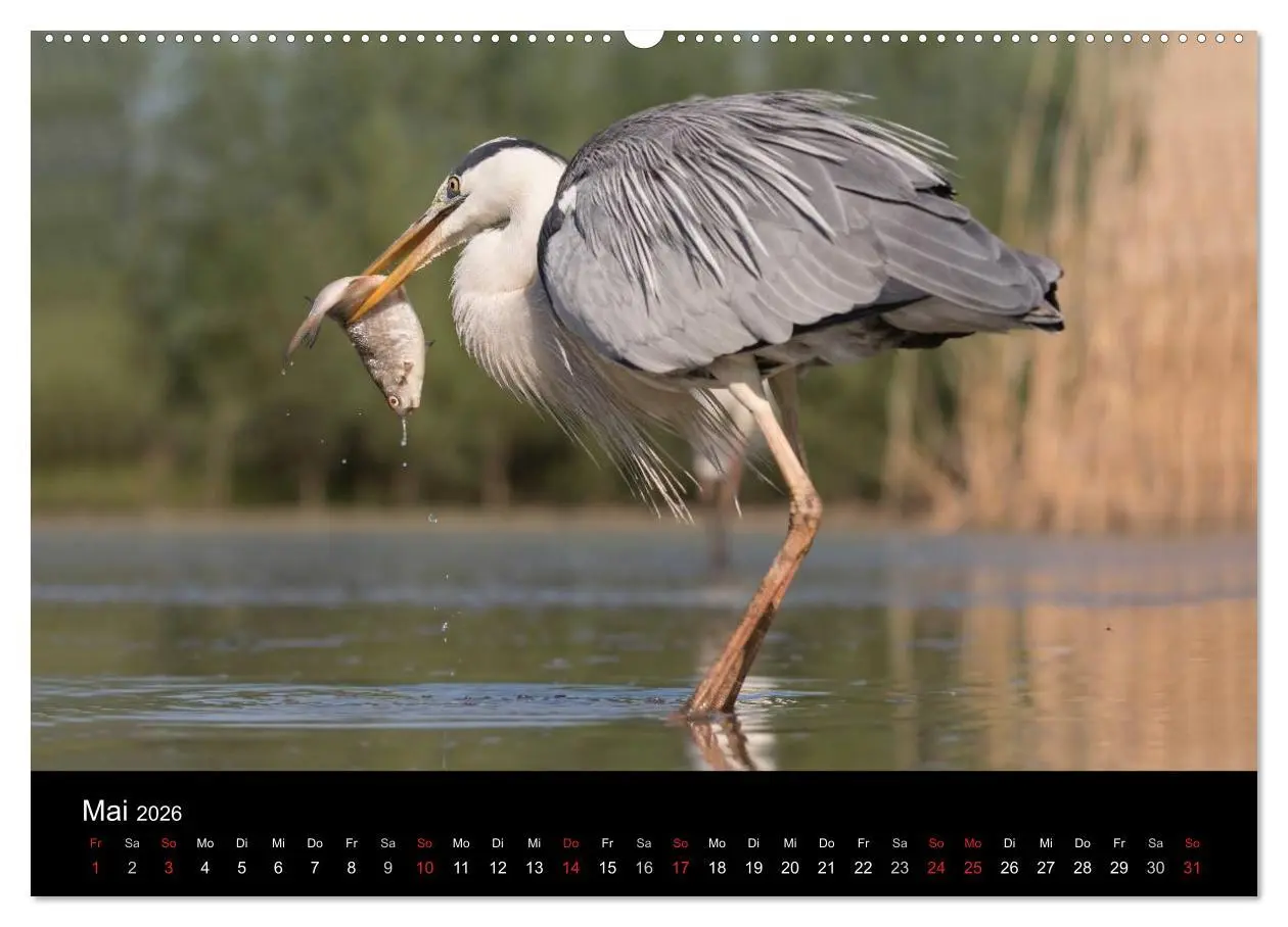 Bild: 9783516017229 | Reiher - Der Tanz auf dem Wasser (hochwertiger Premium Wandkalender...