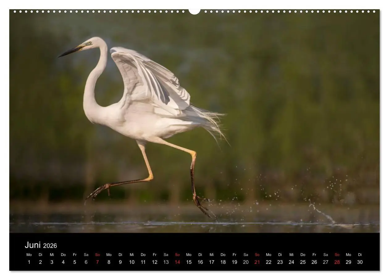 Bild: 9783516017229 | Reiher - Der Tanz auf dem Wasser (hochwertiger Premium Wandkalender...