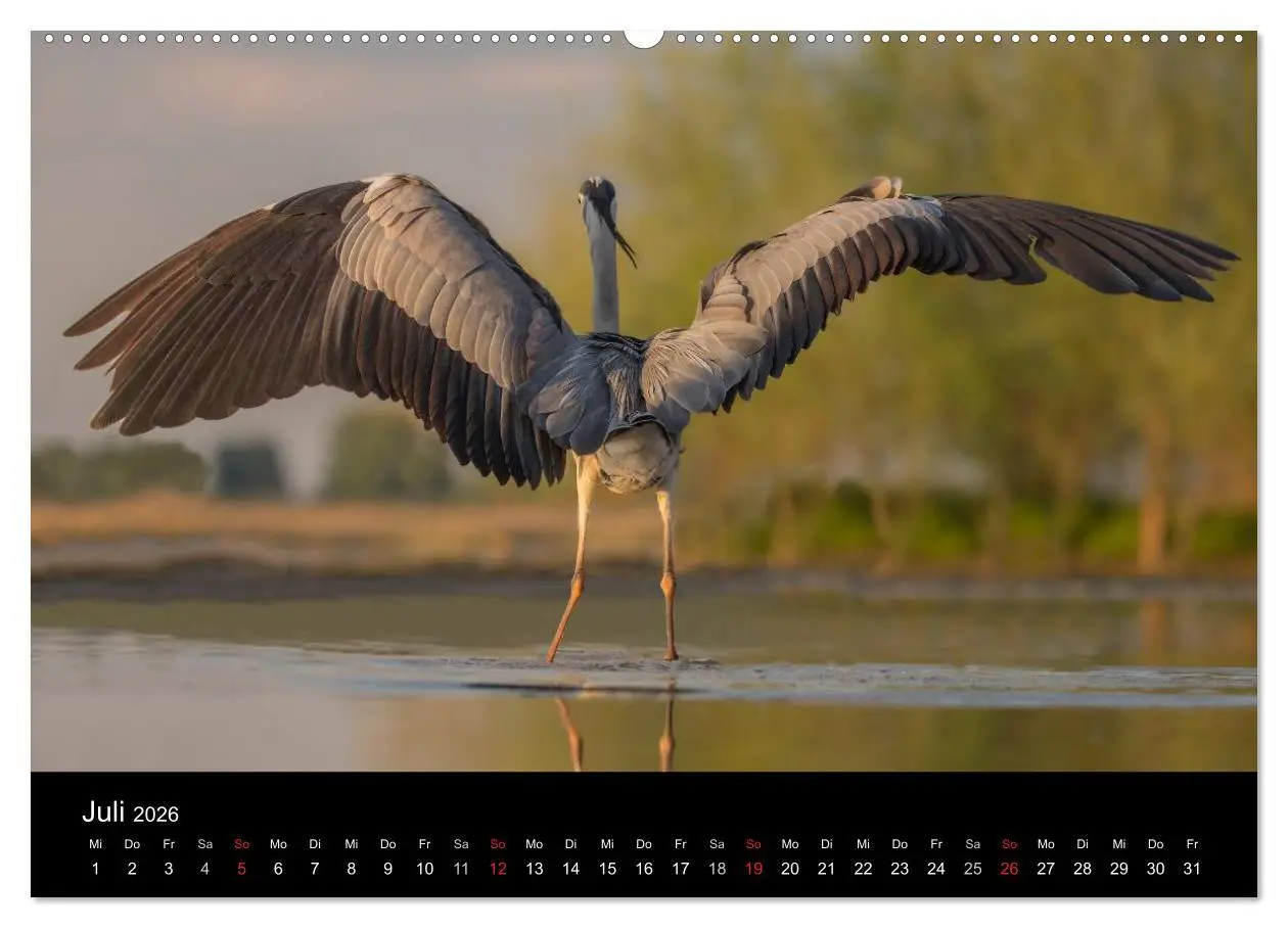 Bild: 9783516017229 | Reiher - Der Tanz auf dem Wasser (hochwertiger Premium Wandkalender...