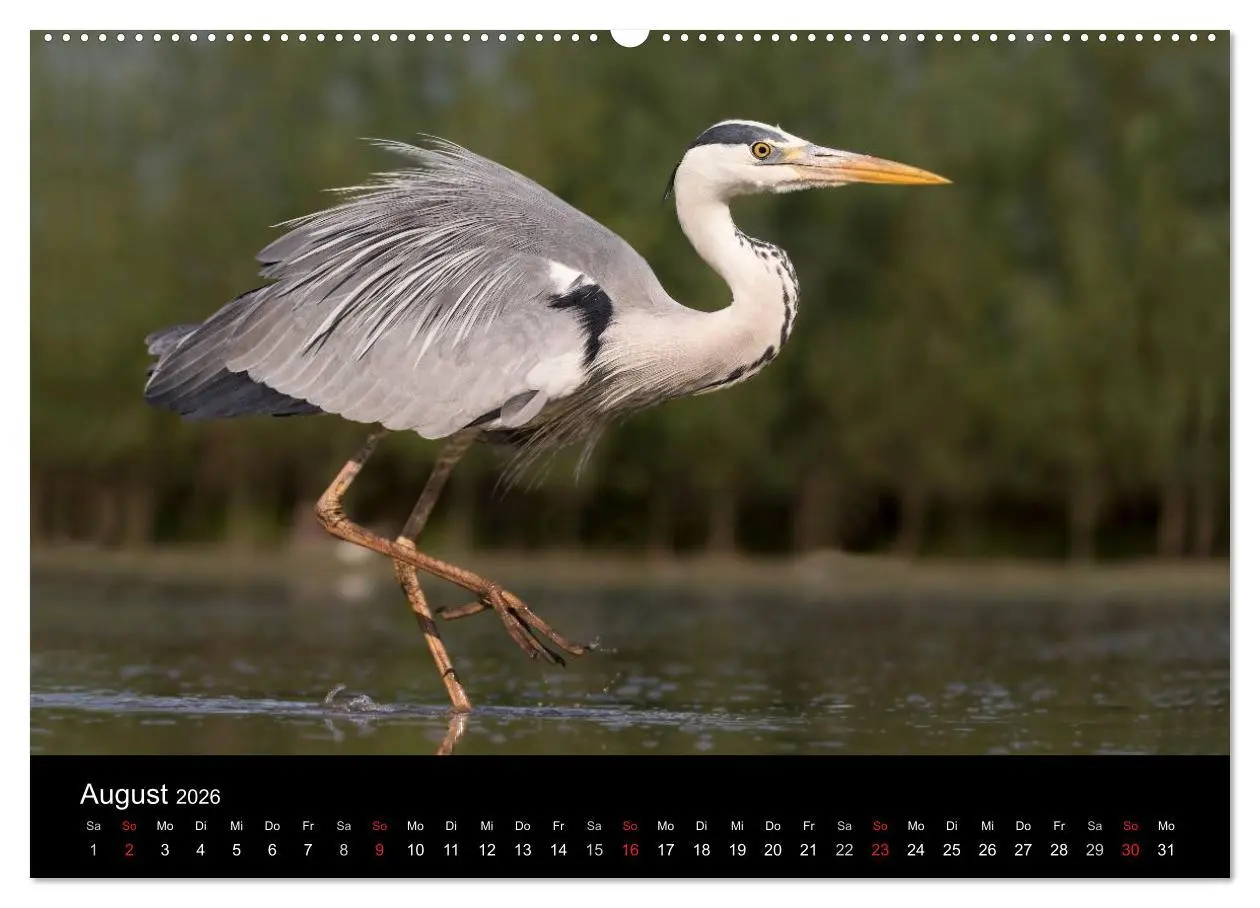 Bild: 9783516017229 | Reiher - Der Tanz auf dem Wasser (hochwertiger Premium Wandkalender...