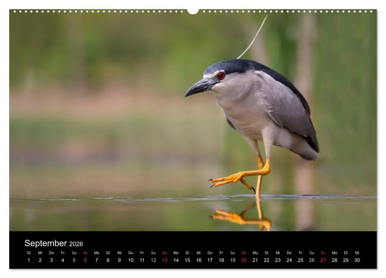 Bild: 9783516017229 | Reiher - Der Tanz auf dem Wasser (hochwertiger Premium Wandkalender...