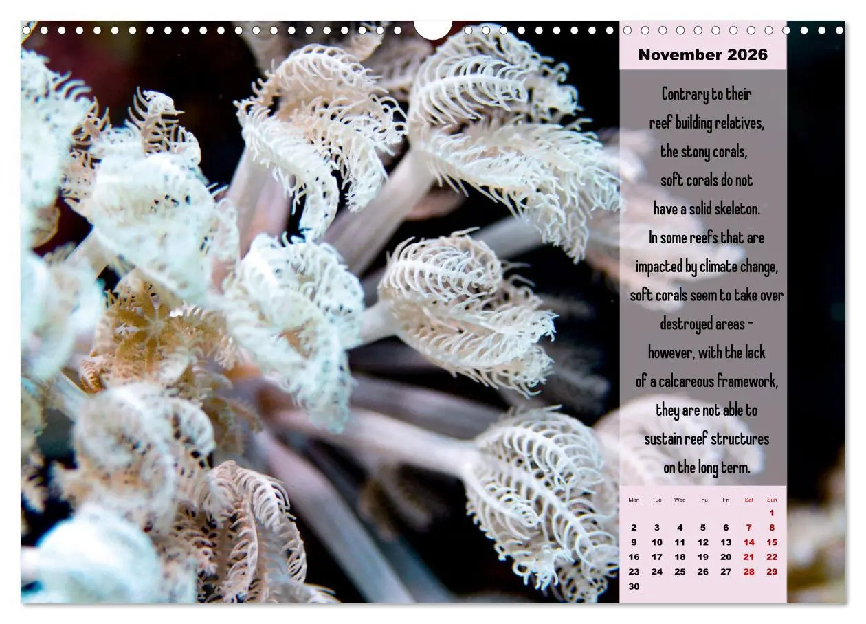 Bild: 9783516557329 | Diving into the Red Sea (Wall Calendar 2026 DIN A3 landscape),...