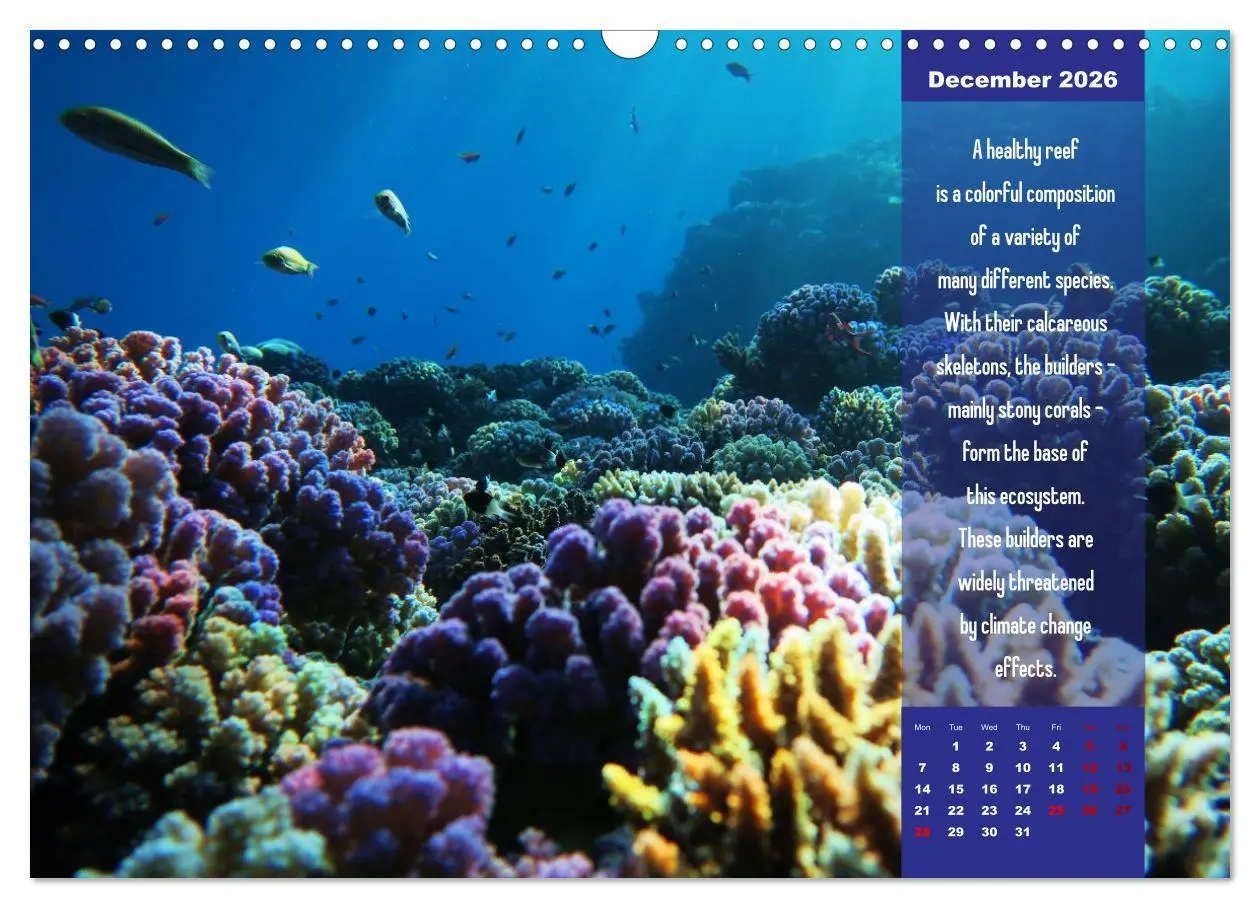 Bild: 9783516557329 | Diving into the Red Sea (Wall Calendar 2026 DIN A3 landscape),...