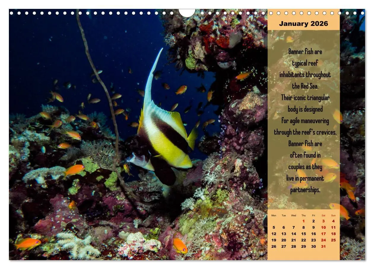 Bild: 9783516557329 | Diving into the Red Sea (Wall Calendar 2026 DIN A3 landscape),...