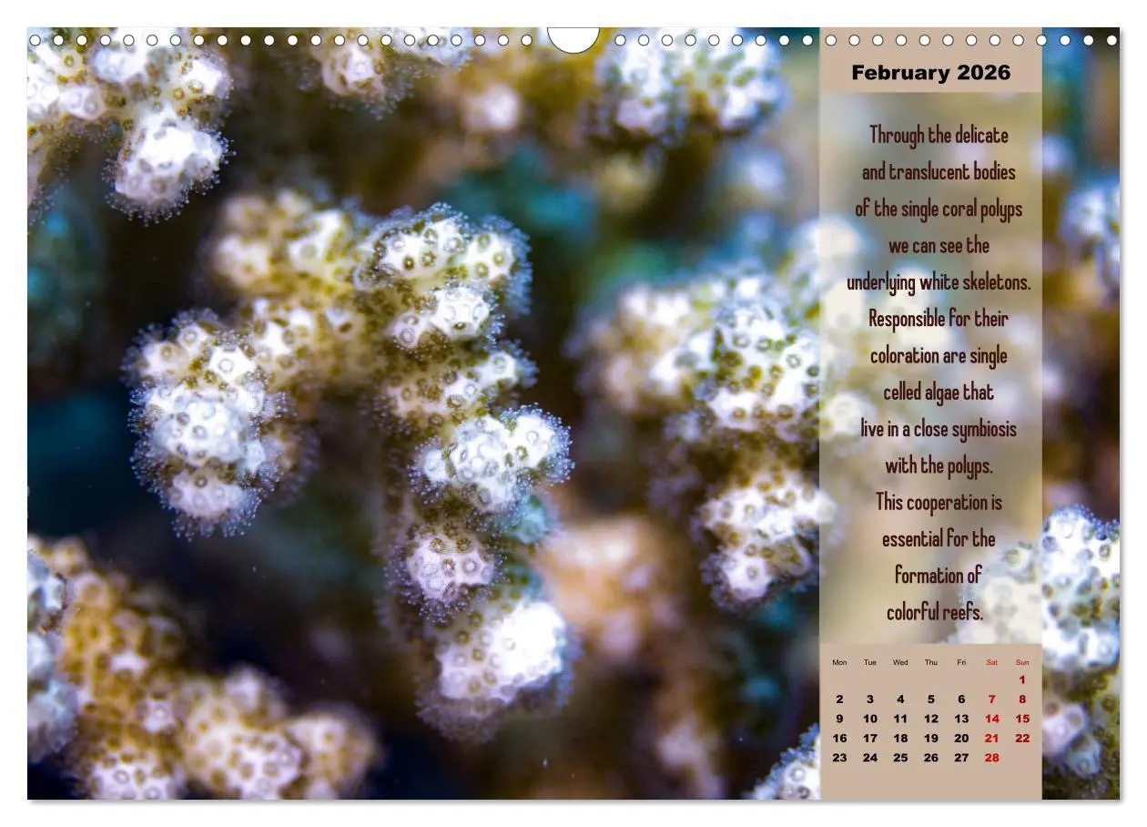 Bild: 9783516557329 | Diving into the Red Sea (Wall Calendar 2026 DIN A3 landscape),...