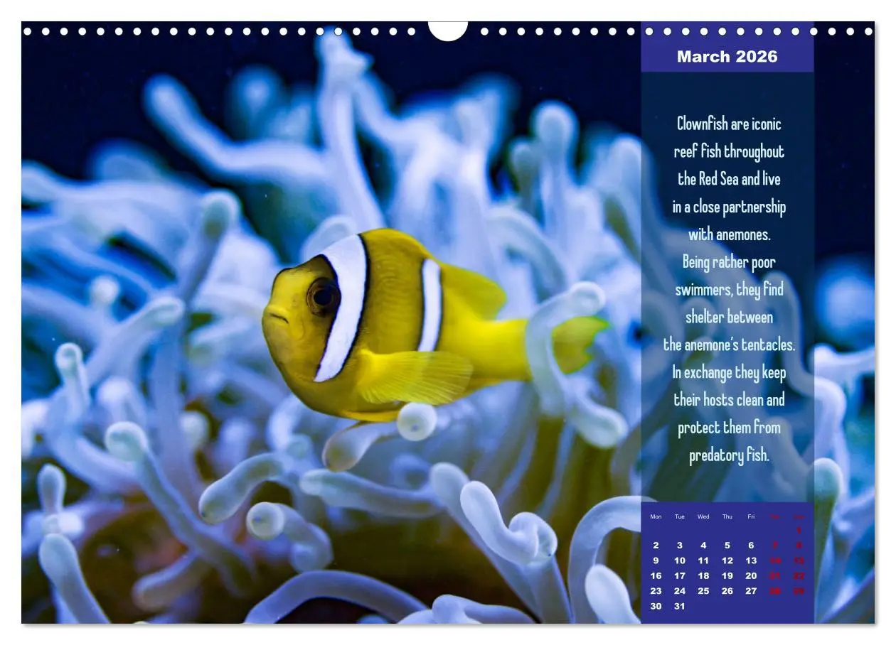 Bild: 9783516557329 | Diving into the Red Sea (Wall Calendar 2026 DIN A3 landscape),...