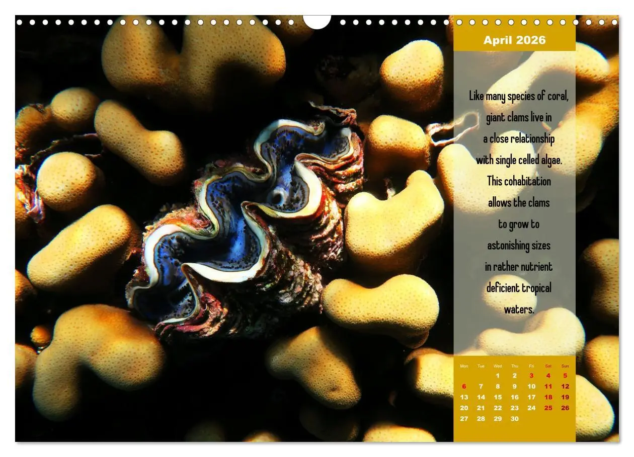 Bild: 9783516557329 | Diving into the Red Sea (Wall Calendar 2026 DIN A3 landscape),...