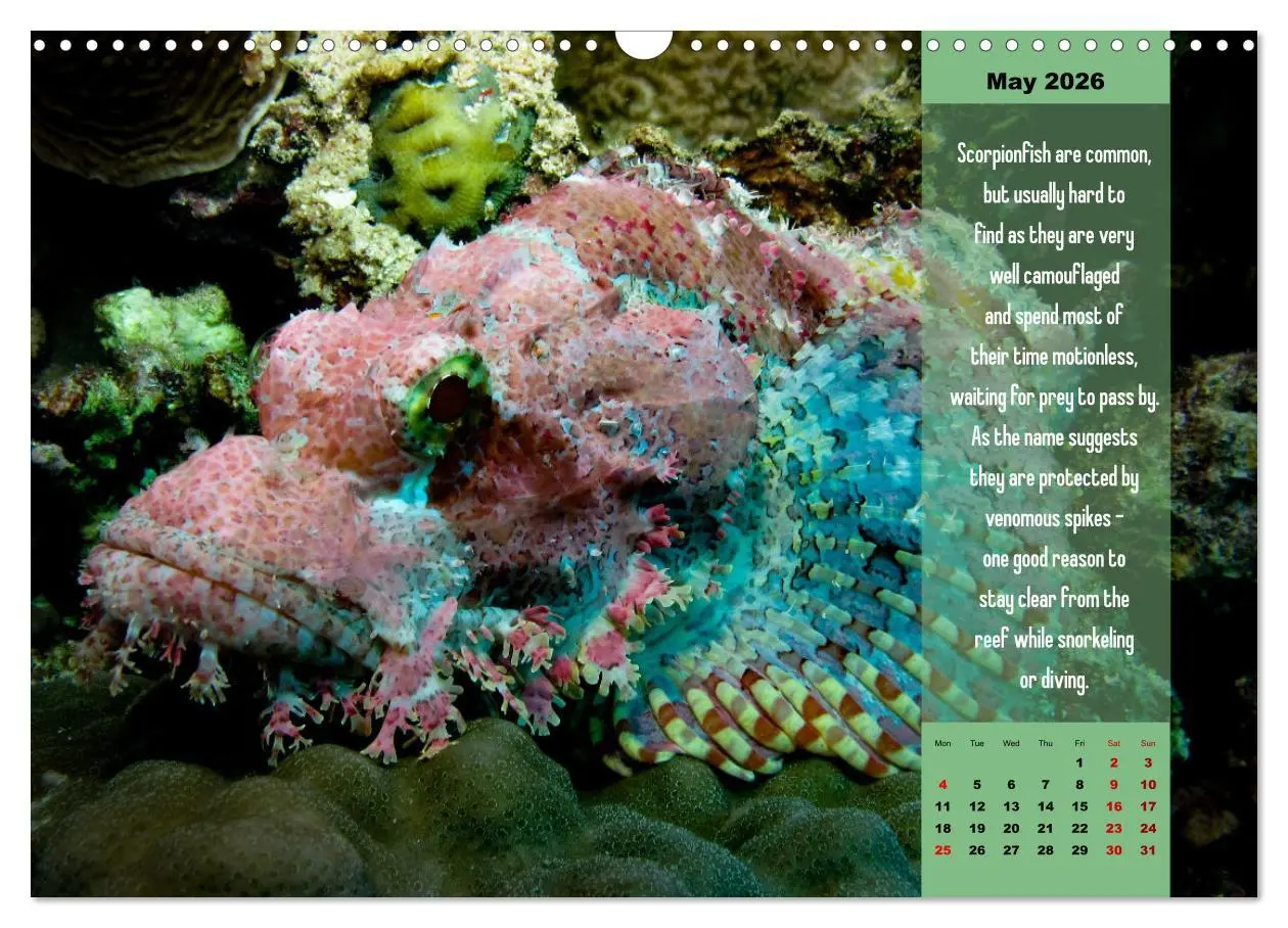 Bild: 9783516557329 | Diving into the Red Sea (Wall Calendar 2026 DIN A3 landscape),...