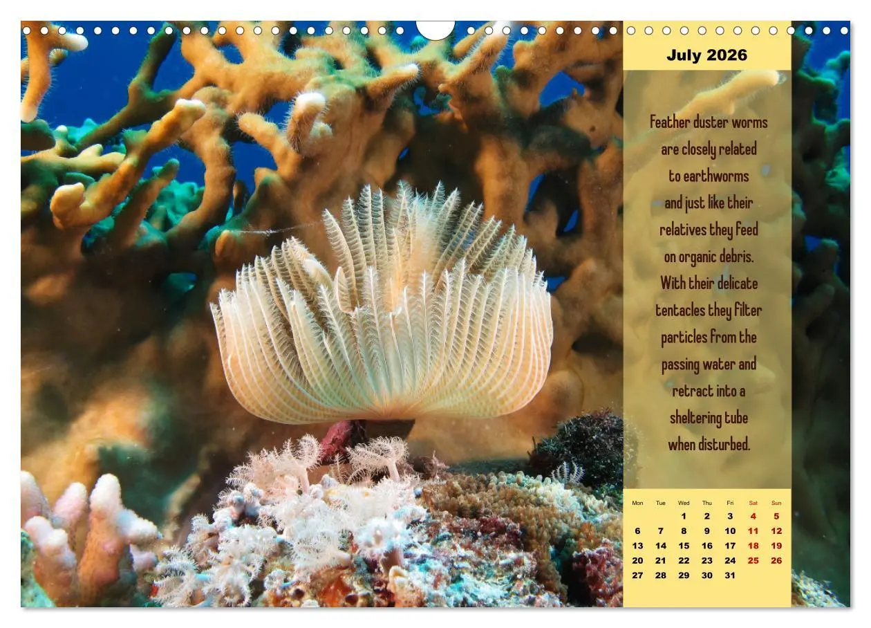 Bild: 9783516557329 | Diving into the Red Sea (Wall Calendar 2026 DIN A3 landscape),...
