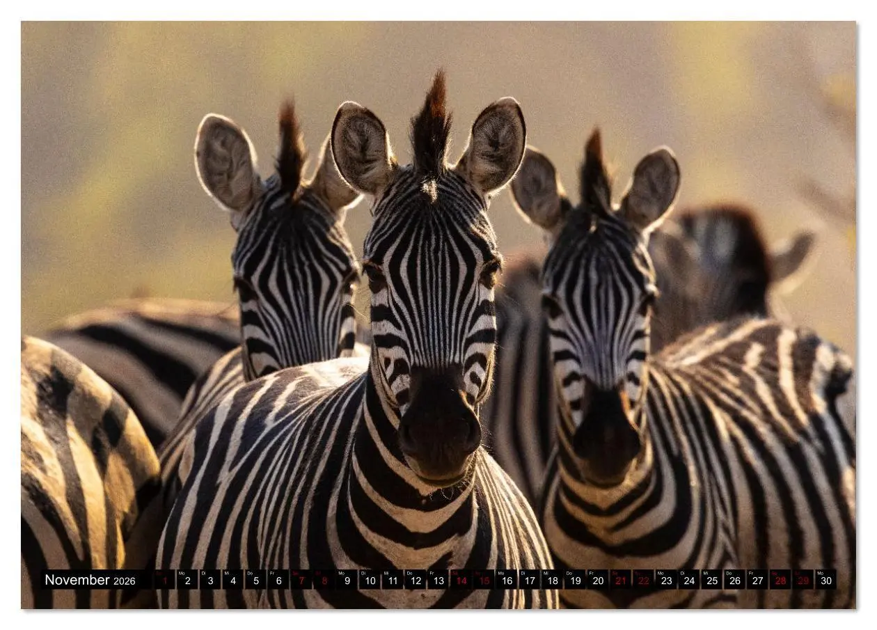 Bild: 9783516627329 | Komm mit auf Safari! Botswana und Südafrika (Tischkalender 2026 DIN...