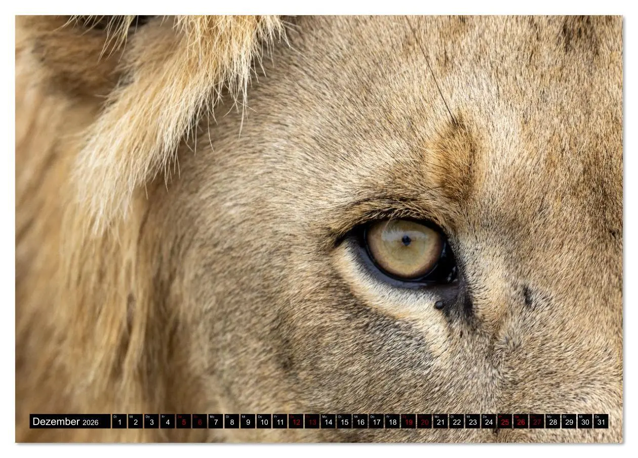 Bild: 9783516627329 | Komm mit auf Safari! Botswana und Südafrika (Tischkalender 2026 DIN...