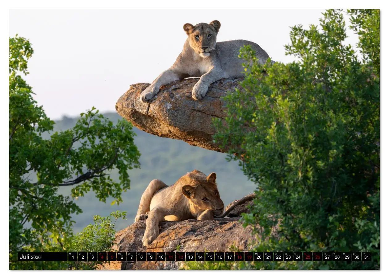 Bild: 9783516627329 | Komm mit auf Safari! Botswana und Südafrika (Tischkalender 2026 DIN...