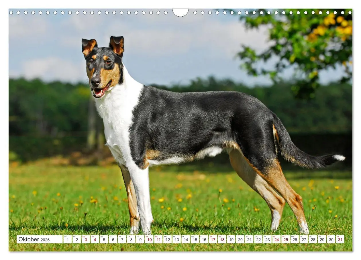 Bild: 9783457387429 | Ein Freund fürs Leben - Smooth Collie (Wandkalender 2026 DIN A3...