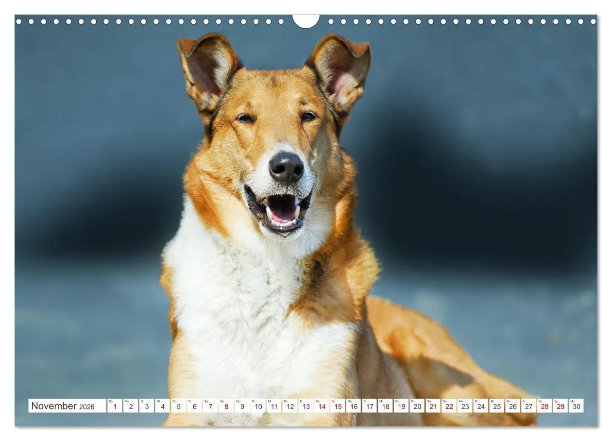 Bild: 9783457387429 | Ein Freund fürs Leben - Smooth Collie (Wandkalender 2026 DIN A3...