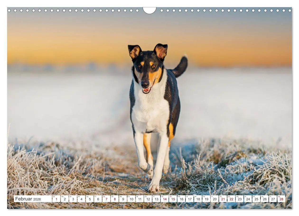 Bild: 9783457387429 | Ein Freund fürs Leben - Smooth Collie (Wandkalender 2026 DIN A3...