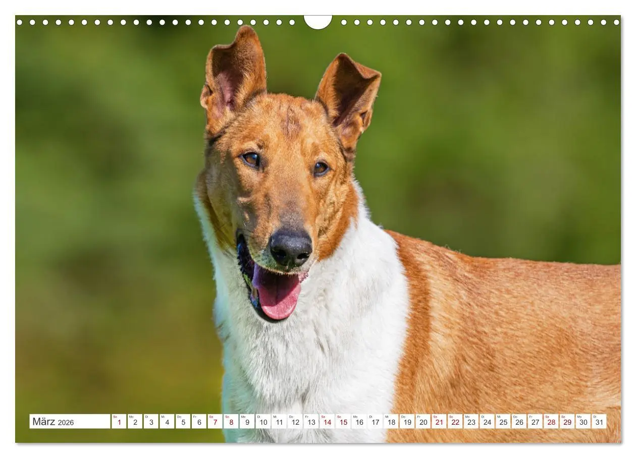 Bild: 9783457387429 | Ein Freund fürs Leben - Smooth Collie (Wandkalender 2026 DIN A3...
