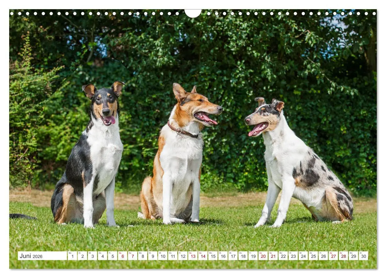 Bild: 9783457387429 | Ein Freund fürs Leben - Smooth Collie (Wandkalender 2026 DIN A3...