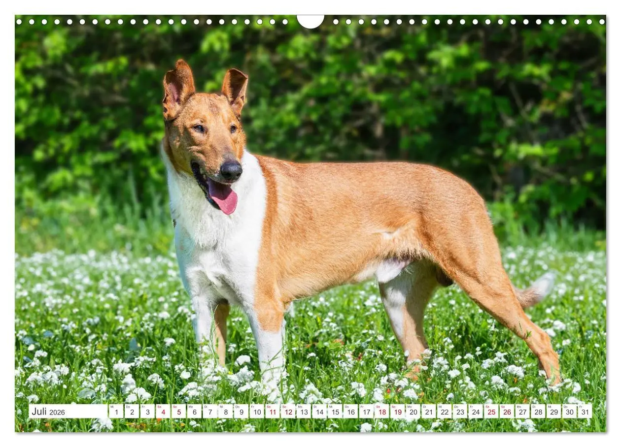 Bild: 9783457387429 | Ein Freund fürs Leben - Smooth Collie (Wandkalender 2026 DIN A3...