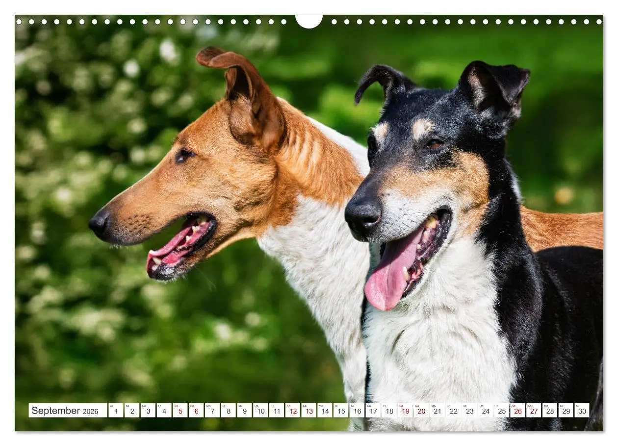 Bild: 9783457387429 | Ein Freund fürs Leben - Smooth Collie (Wandkalender 2026 DIN A3...