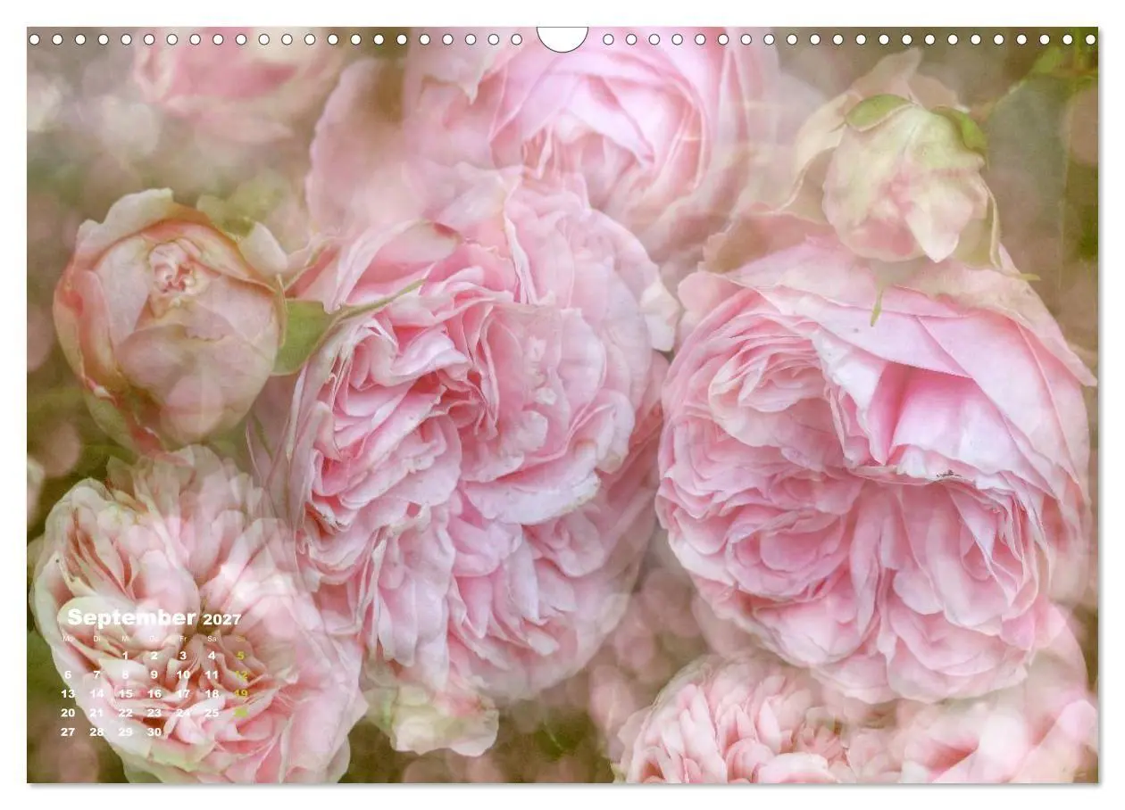 Bild: 9783594077429 | Rosen Romantik (Wandkalender 2027 DIN A3 quer), CALVENDO...