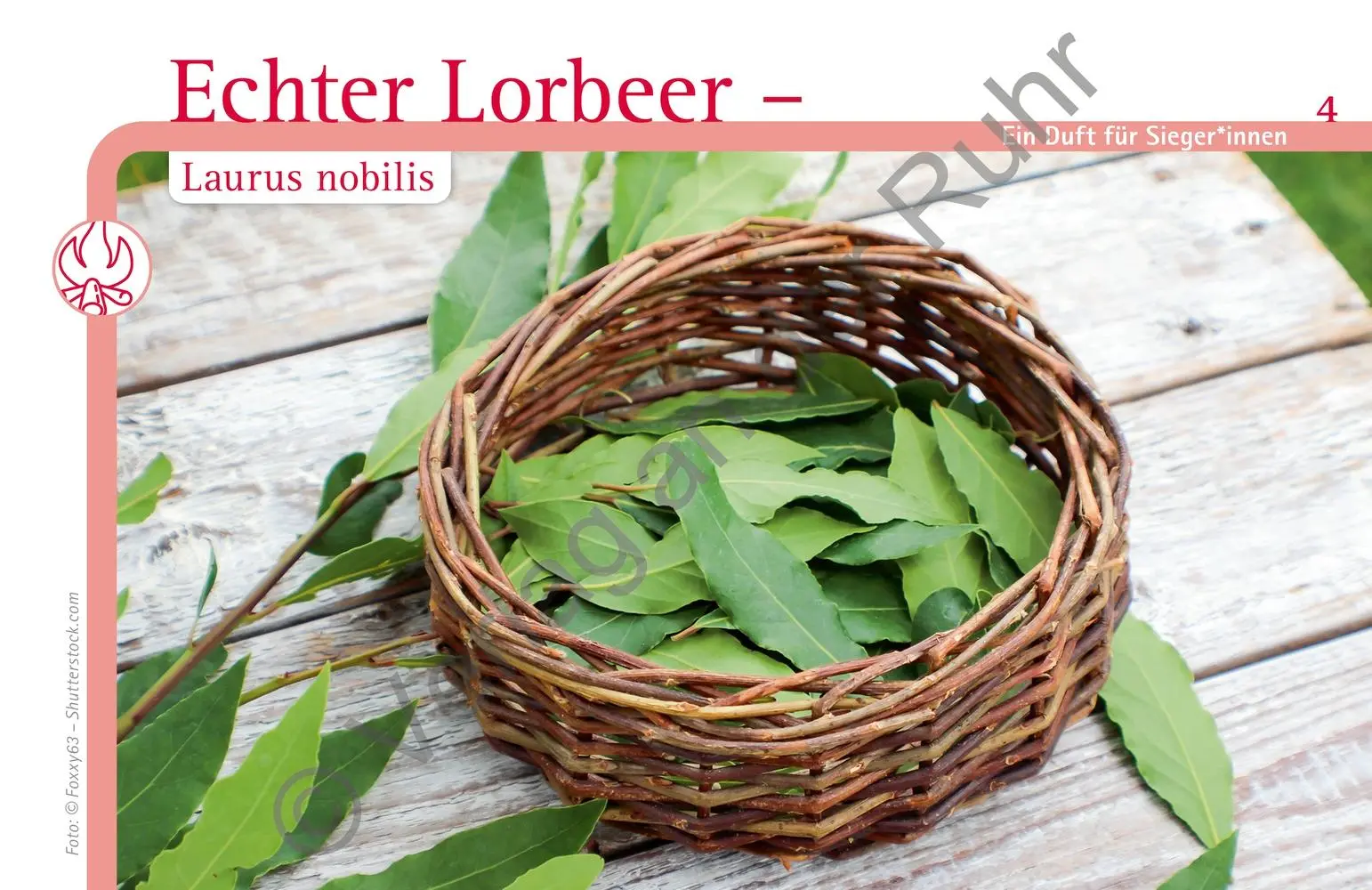 Bild: 9783834647429 | Aromapflege für Menschen mit Demenz | Claudia Halverscheid | Box