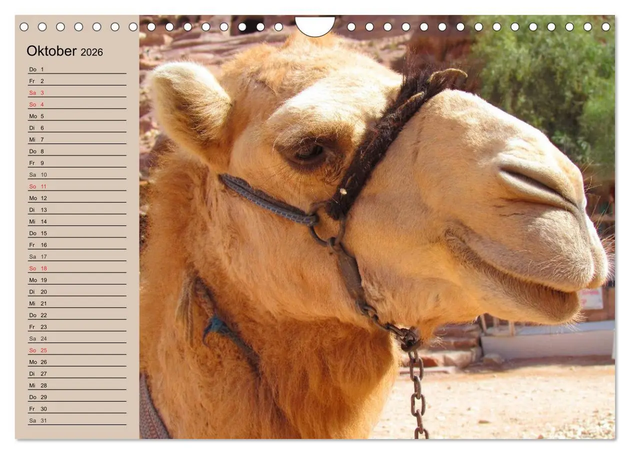 Bild: 9783457997529 | Kamele. Dromedar und Trampeltier (Wandkalender 2026 DIN A4 quer),...