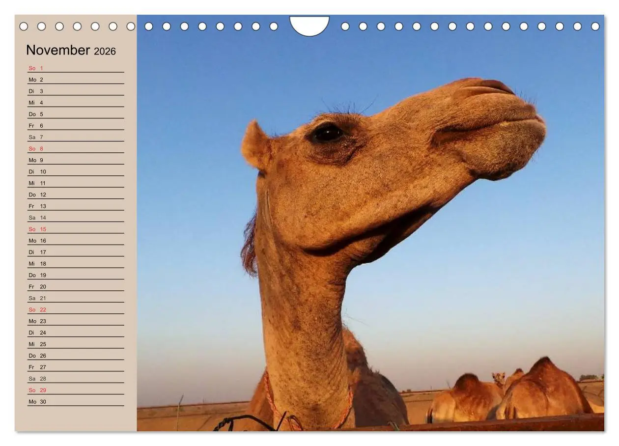 Bild: 9783457997529 | Kamele. Dromedar und Trampeltier (Wandkalender 2026 DIN A4 quer),...