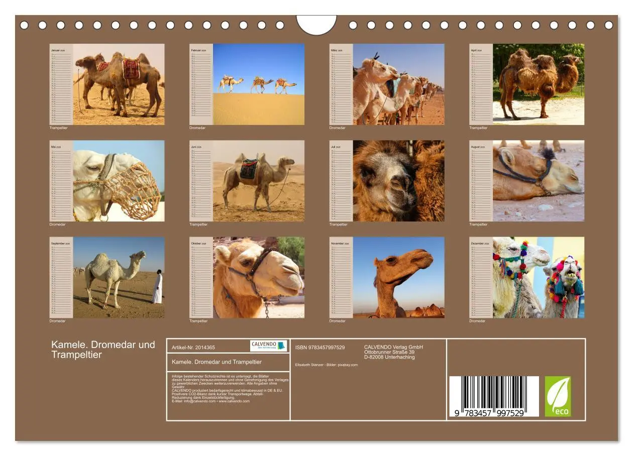 Bild: 9783457997529 | Kamele. Dromedar und Trampeltier (Wandkalender 2026 DIN A4 quer),...