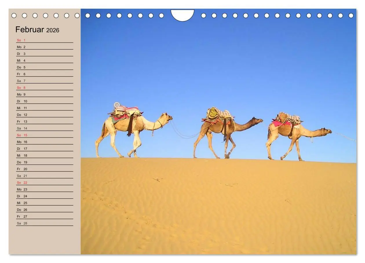 Bild: 9783457997529 | Kamele. Dromedar und Trampeltier (Wandkalender 2026 DIN A4 quer),...