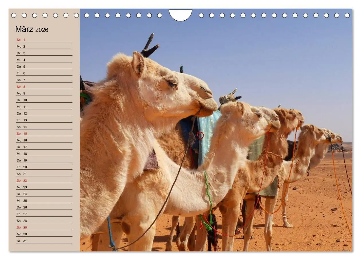 Bild: 9783457997529 | Kamele. Dromedar und Trampeltier (Wandkalender 2026 DIN A4 quer),...