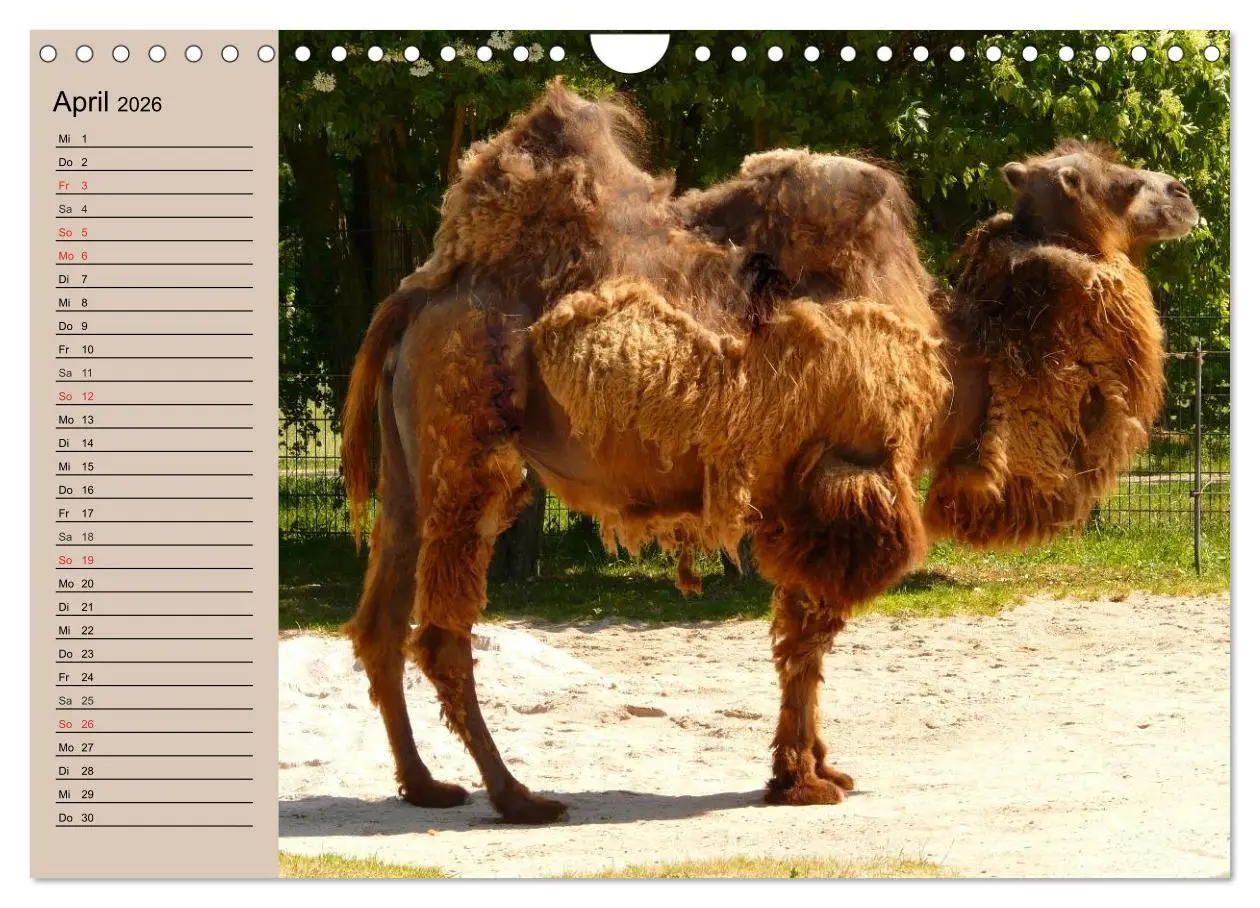 Bild: 9783457997529 | Kamele. Dromedar und Trampeltier (Wandkalender 2026 DIN A4 quer),...