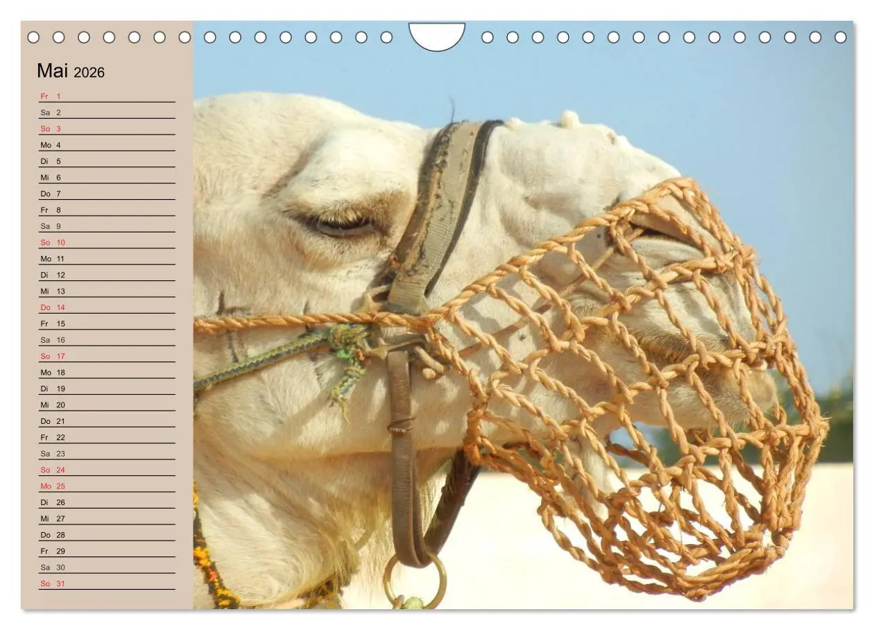 Bild: 9783457997529 | Kamele. Dromedar und Trampeltier (Wandkalender 2026 DIN A4 quer),...