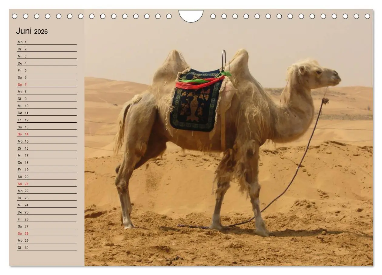 Bild: 9783457997529 | Kamele. Dromedar und Trampeltier (Wandkalender 2026 DIN A4 quer),...