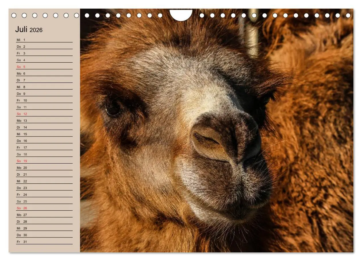Bild: 9783457997529 | Kamele. Dromedar und Trampeltier (Wandkalender 2026 DIN A4 quer),...