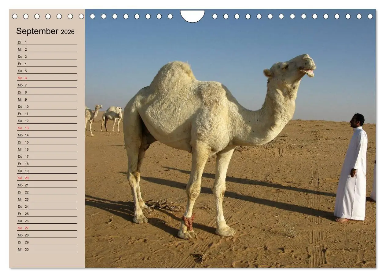 Bild: 9783457997529 | Kamele. Dromedar und Trampeltier (Wandkalender 2026 DIN A4 quer),...