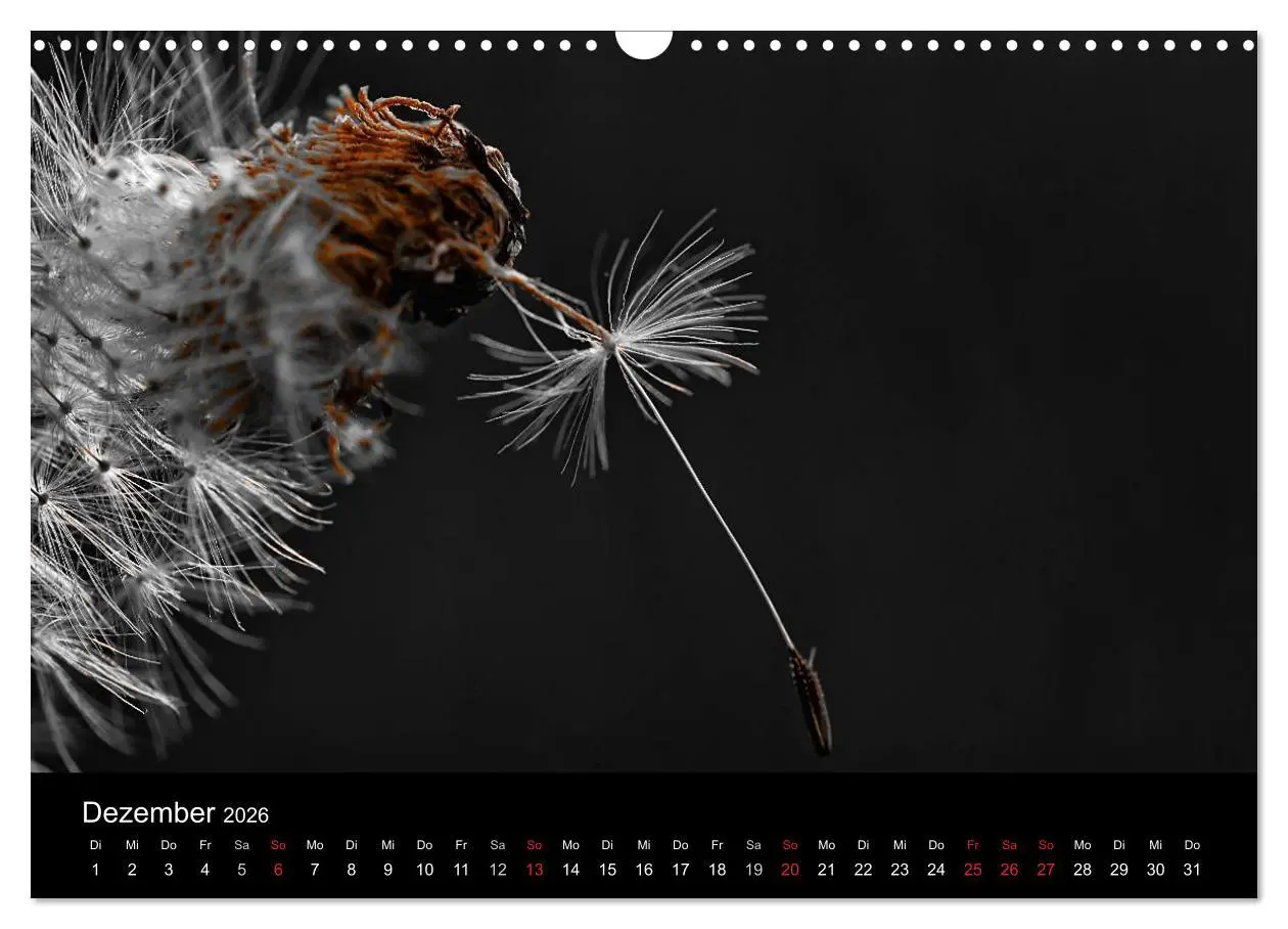 Bild: 9783516157529 | schwarz/weiß trifft farbe (Wandkalender 2026 DIN A3 quer), CALVENDO...