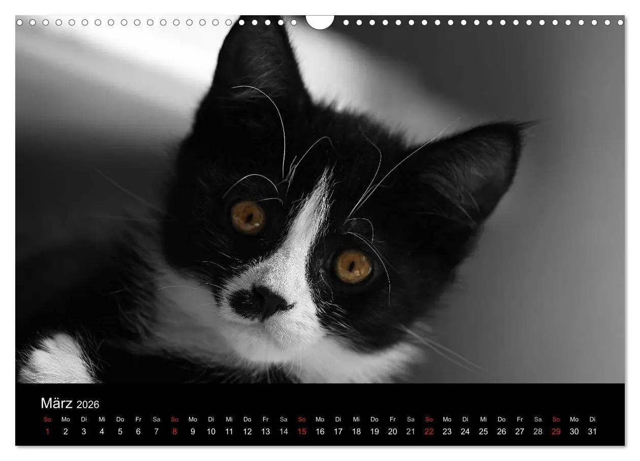 Bild: 9783516157529 | schwarz/weiß trifft farbe (Wandkalender 2026 DIN A3 quer), CALVENDO...