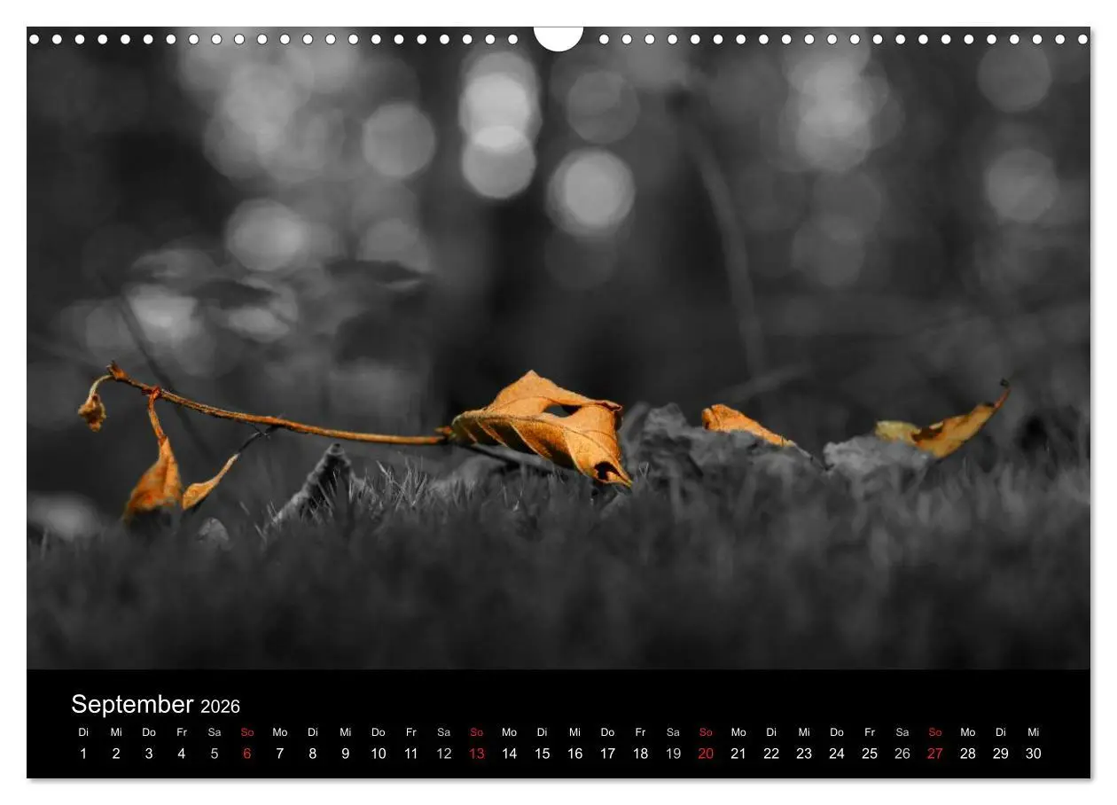 Bild: 9783516157529 | schwarz/weiß trifft farbe (Wandkalender 2026 DIN A3 quer), CALVENDO...