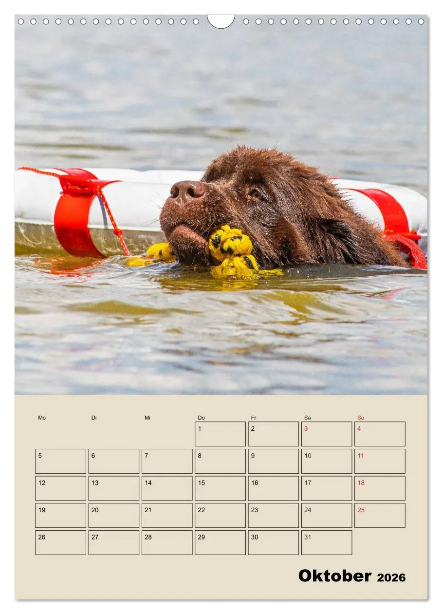 Bild: 9783516387629 | Familienplaner Neufundländer - Freund und Retter (Wandkalender 2026...
