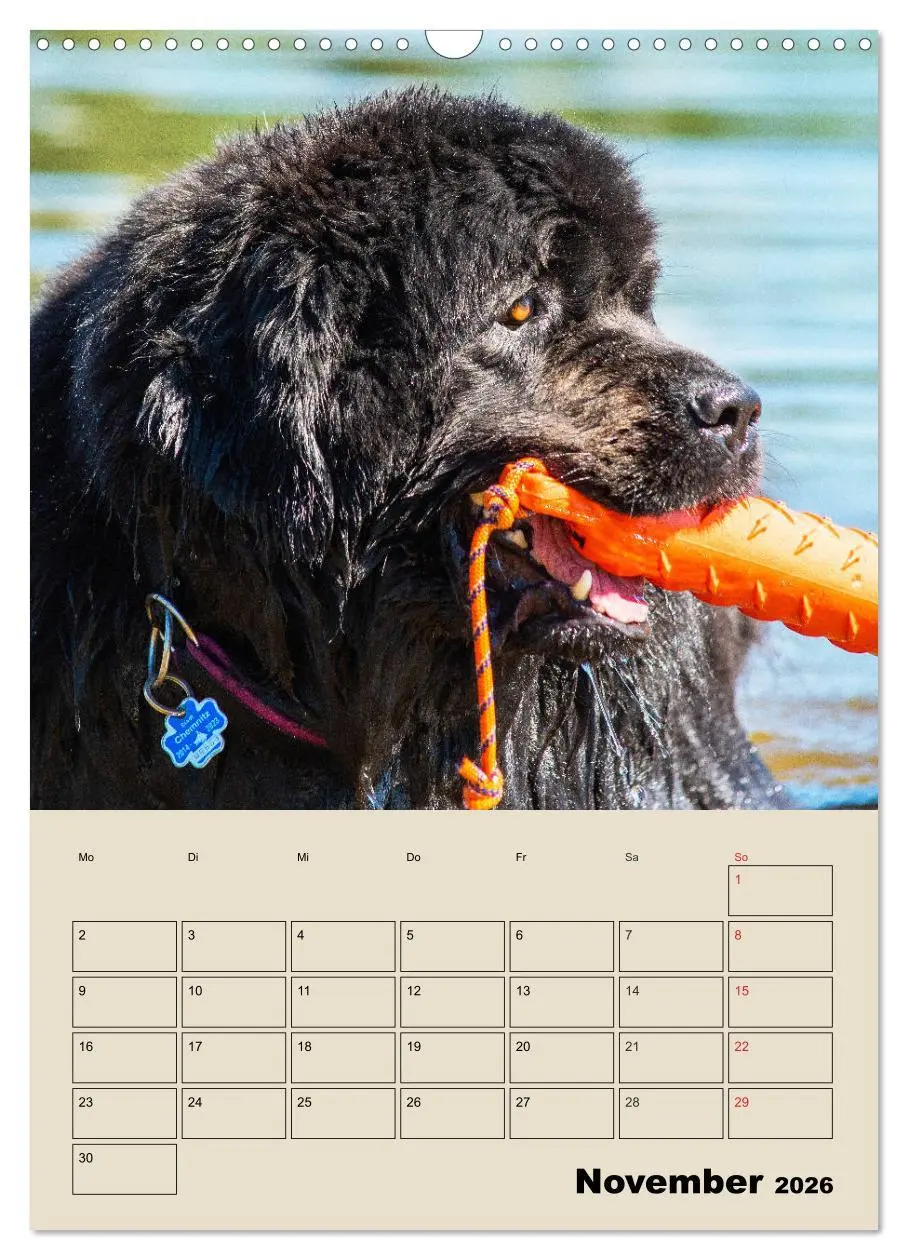 Bild: 9783516387629 | Familienplaner Neufundländer - Freund und Retter (Wandkalender 2026...