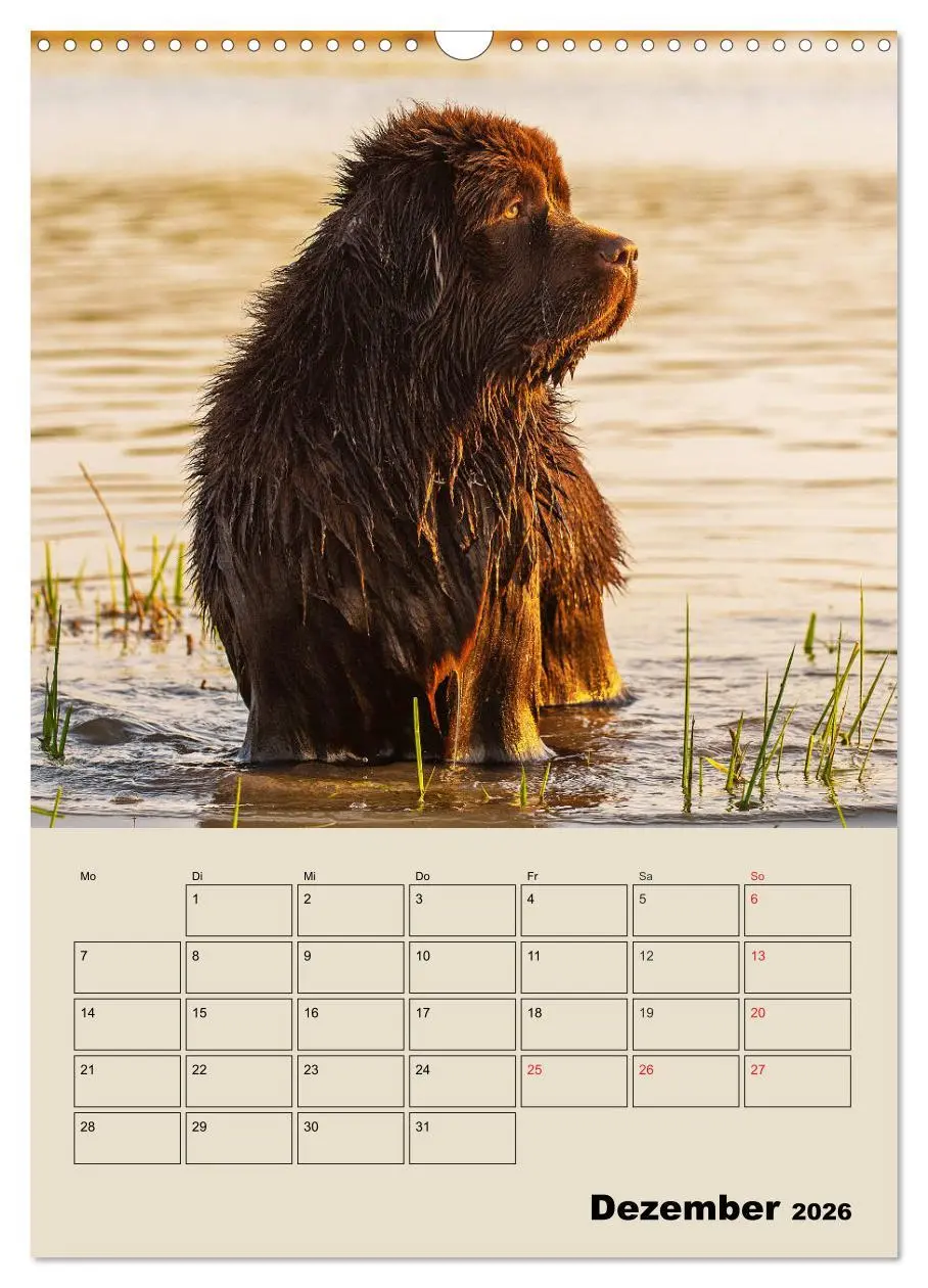 Bild: 9783516387629 | Familienplaner Neufundländer - Freund und Retter (Wandkalender 2026...