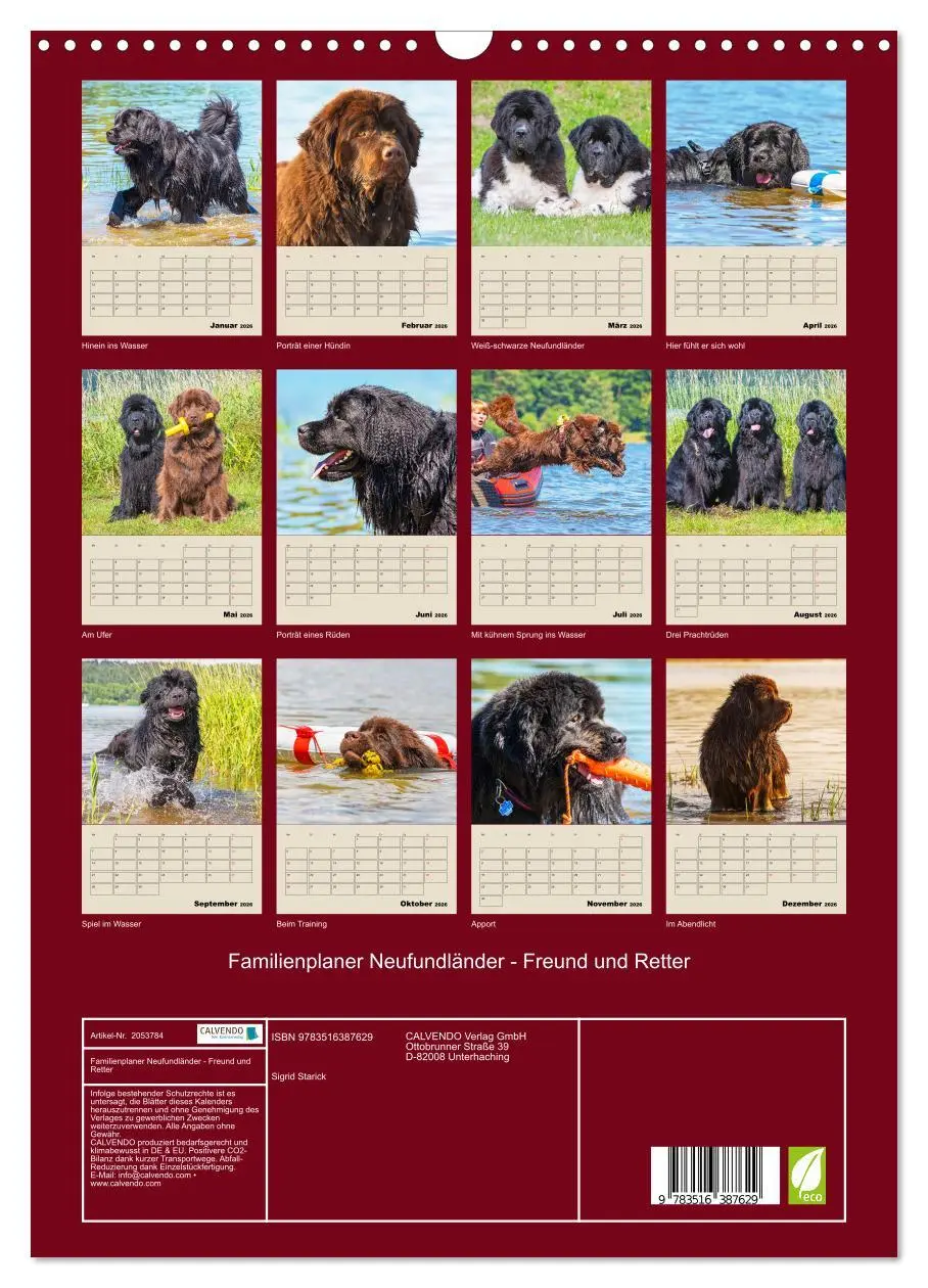 Bild: 9783516387629 | Familienplaner Neufundländer - Freund und Retter (Wandkalender 2026...