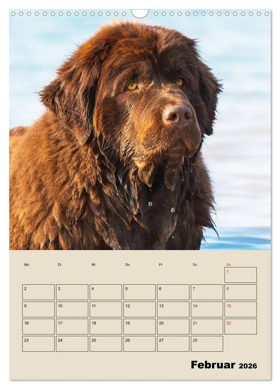 Bild: 9783516387629 | Familienplaner Neufundländer - Freund und Retter (Wandkalender 2026...