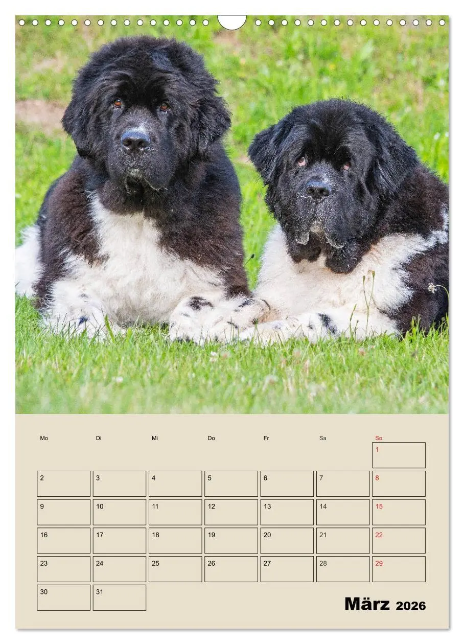 Bild: 9783516387629 | Familienplaner Neufundländer - Freund und Retter (Wandkalender 2026...